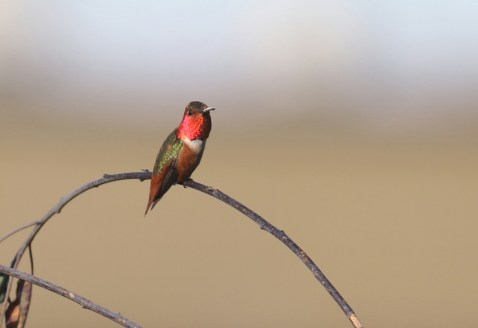 Allen's Hummingbird 6
