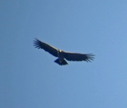 Andean Condor