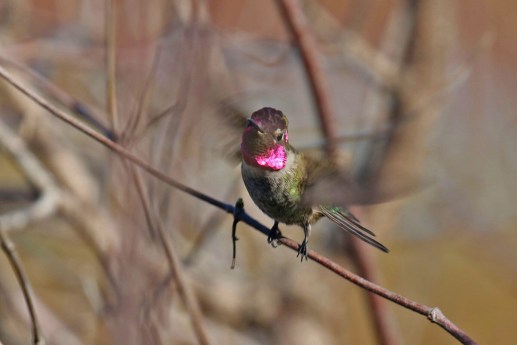 Anna's Hummingbird 2