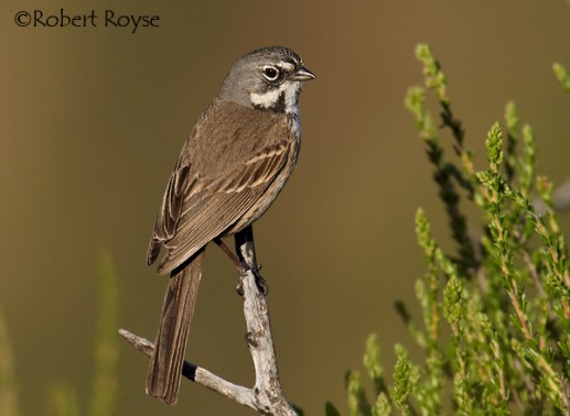 Bell's Sparrow