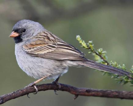 Black-chinned_Sparrow