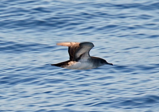 Black Vented Shearwater