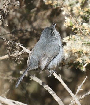 California Gnatcatcher 3