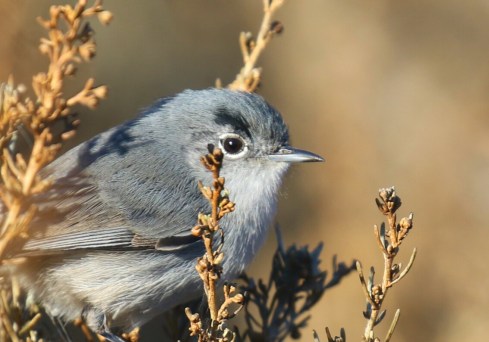 California Gnatcatcher close