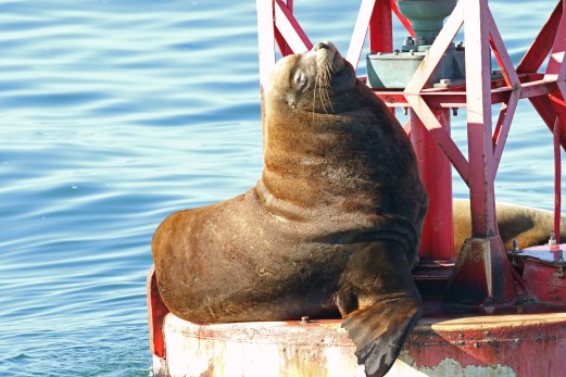 California Sea Lion