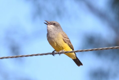 Cassin's Kingbird 1