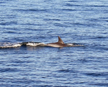 Common Dolphin