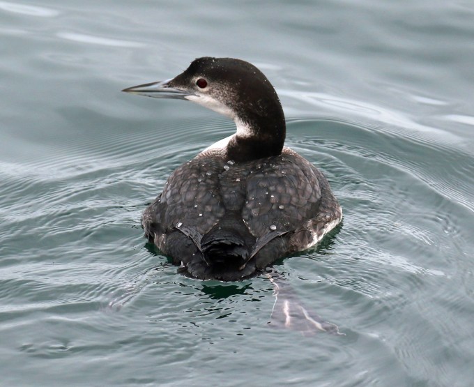 Loon Phoenix Crazy Like a Loon — or Like a Fox? – blairbirding