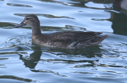 Garganey