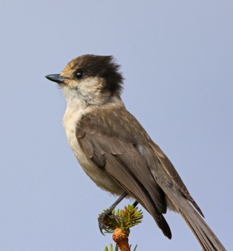 Gray Jay