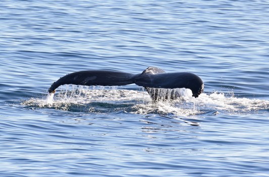 Humpback's Tail
