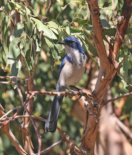 Island Scrubjay