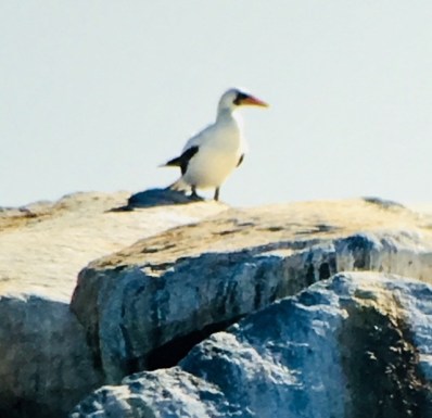 Nazca Booby