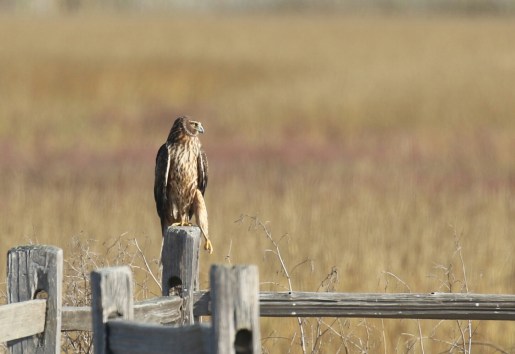 Northern Harrier