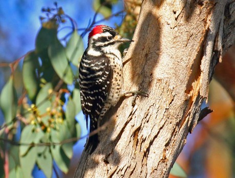 Nuttall's Woodpecker2