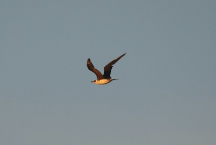 Parasitic Jaeger