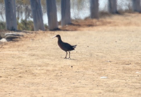 Ridgway's Rail1