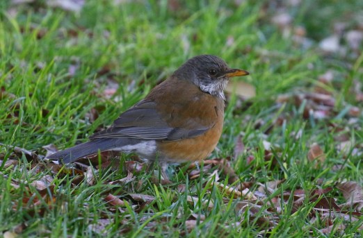 Rufous Backed Robin 2