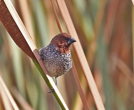 Scaly Breasted Munia Male