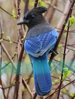 Steller's Jay1