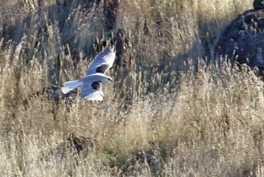White Tailed Kite1