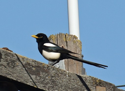 Yellow Billed Magpie1