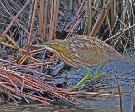 American Bittern