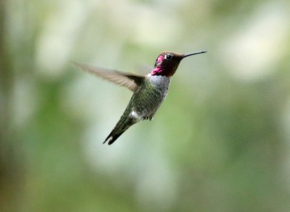 Anna's Hummingbird
