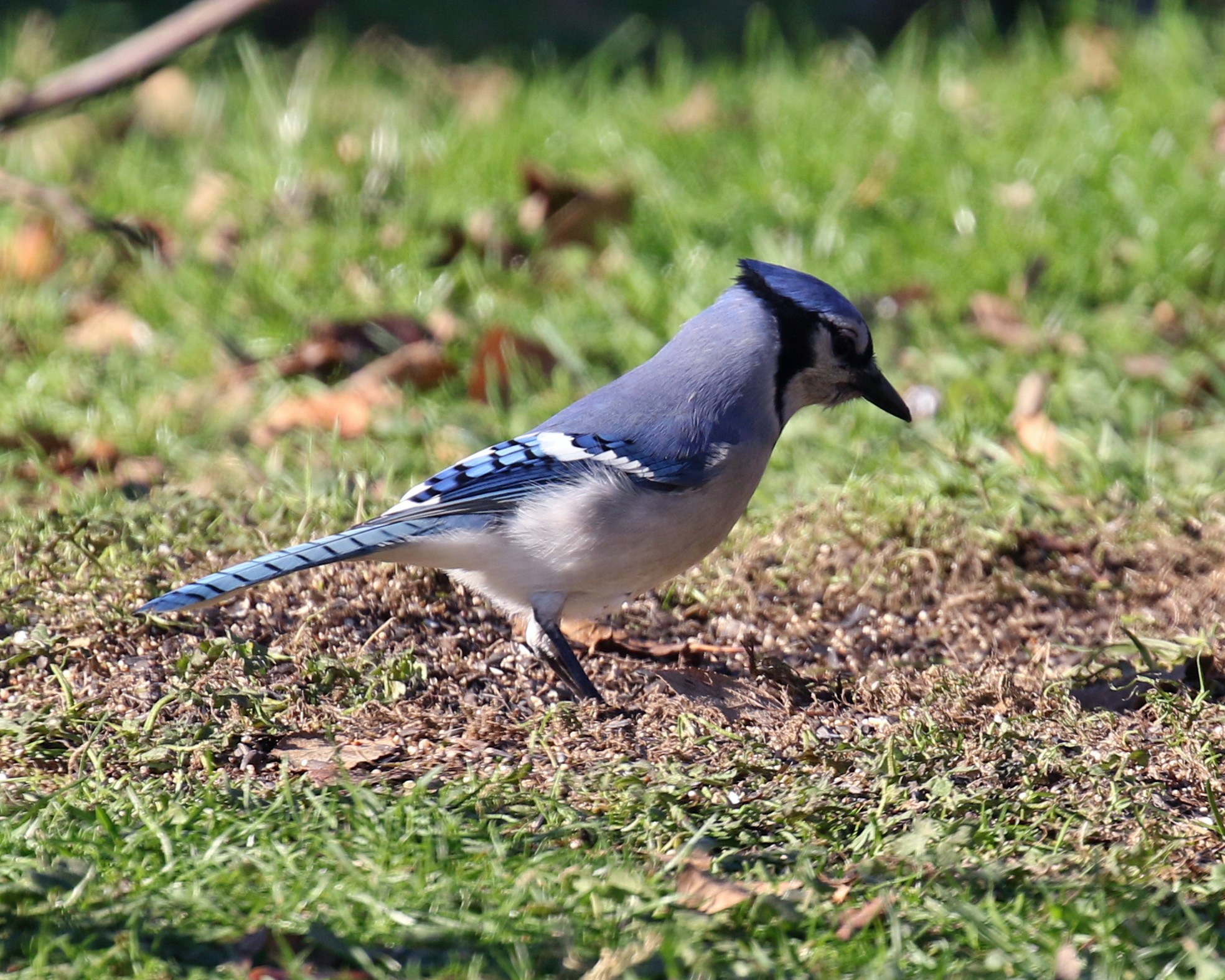 Blue Jay (2)