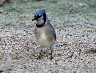 Blue Jay