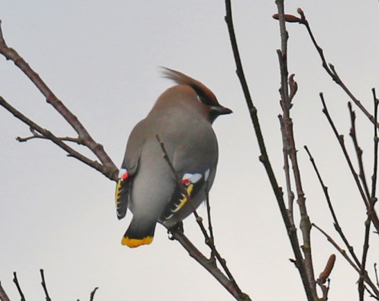 Bohemian Waxwing