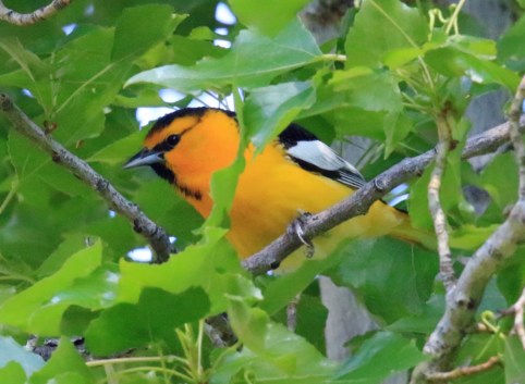 Bullock's Oriole