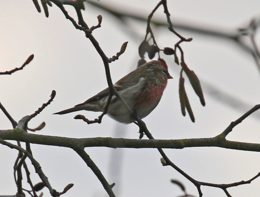 Common Redpoll