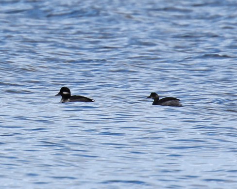 Eared Grebe and Bufflehead