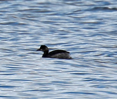 Eared Grebe