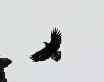 Golden Eagle Landing
