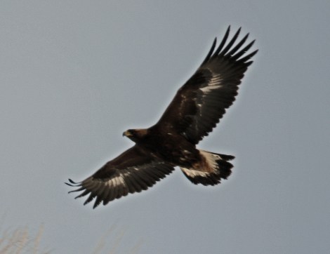 Golden Eagle2