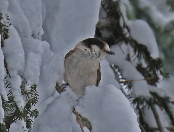 Gray Jay