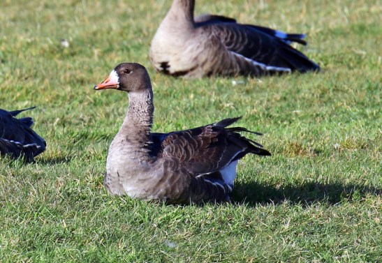 Greater White Fronted Goose