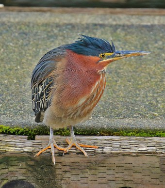 Green Heron