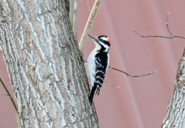Hairy Woodpecker