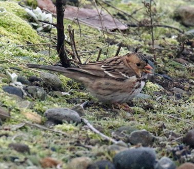 Harris's Sparrow1