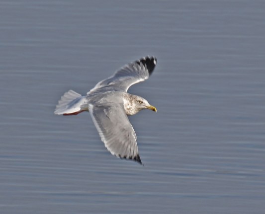 Herring Gull