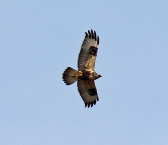 Light Phase Northern Rough Legged Hawk