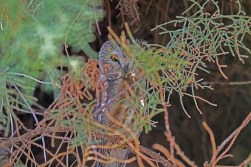 Northern Saw Whet Owl