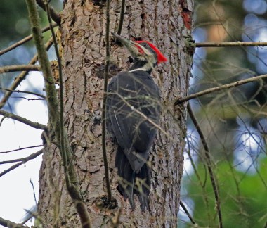 Pileated Woodpecker