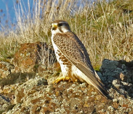 Prairie Falcon 3