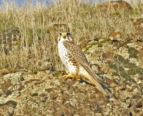 Prairie Falcon