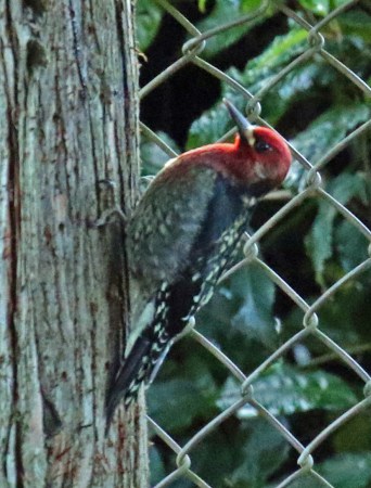 Red Breasted Sapsucker