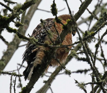 Red Shouldered Hawk